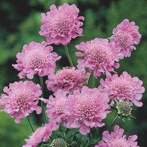 Scabiosa Columbaria Pink Mist -скабиоза колумбария розова (1248)